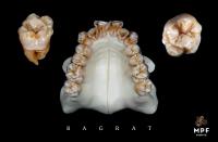 Настольный мат Ceramic Table Mat (Bagrat)